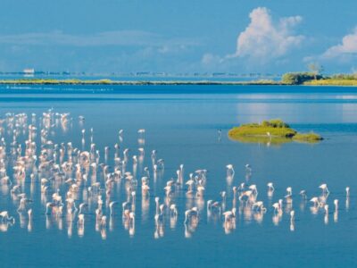 FOCE DELTA DEL PO